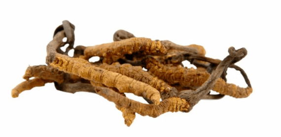 cogomelo cordyceps en Gluconol